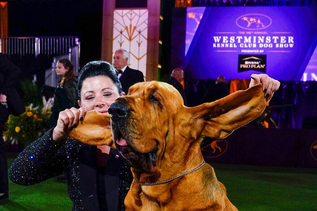 Westminster Dog Show
